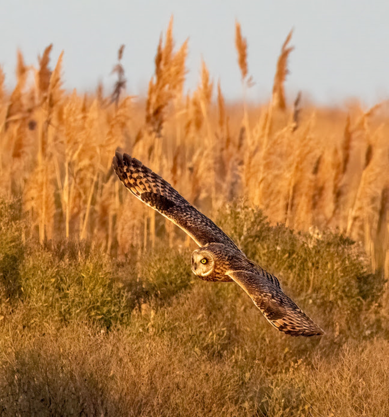2nd PrizeOpen Nature In Class 2 By Stephen Licata For Sunset Owl JAN-2024.jpg